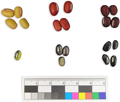 VaSDC1 Is Involved in Modulation of Flavonoid Metabolic Pathways in Black and Red Seed Coats in Adzuki Bean (Vigna angularis L.)